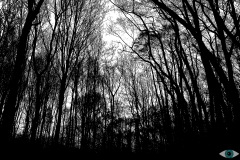Spookachtig bos