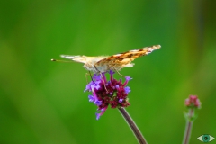 Vlinder smult aan een bloem