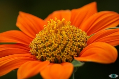 Oranje bloem